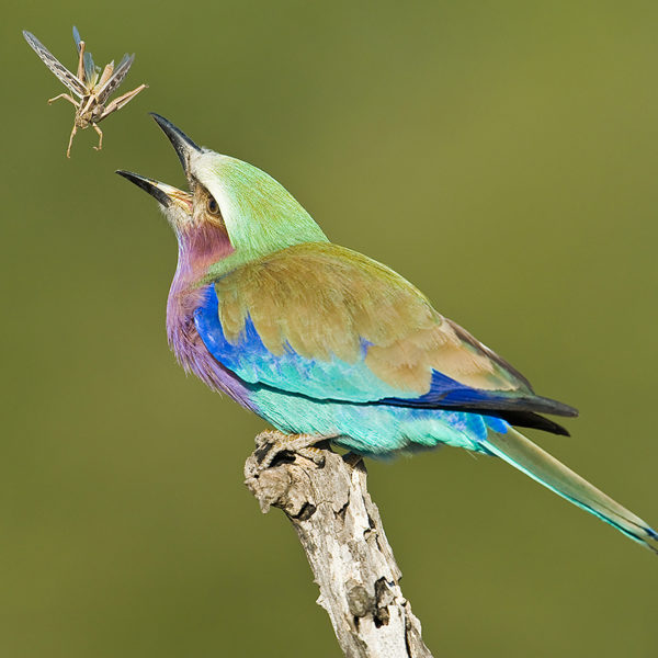 Lilac-Breasted-Roller-catch