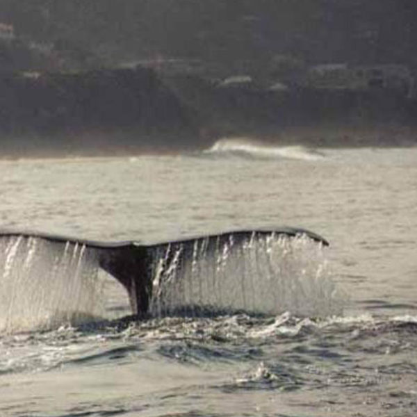 Plettenberg-Bay-whale-watching1