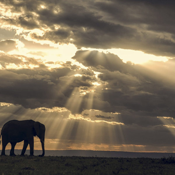 Serengeti-UC-2014-163.1_cropped1