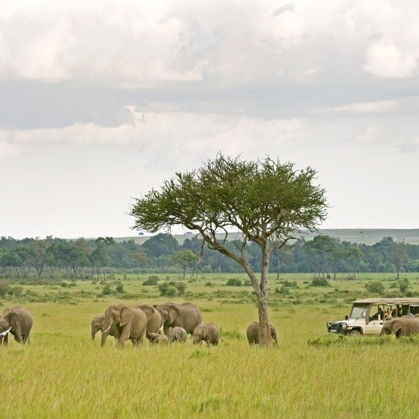 Stunning Wildlife Experiences In Kenya And Tanzania