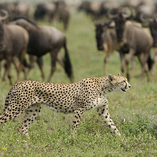 Stunning Wildlife Experiences In Kenya And Tanzania
